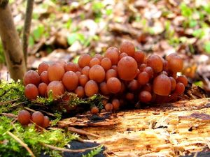 Klikni pro velký obrázek