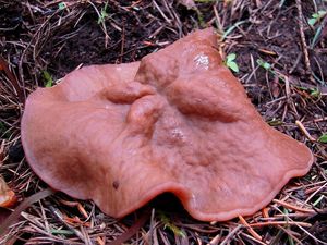 Klikni pro velký obrázek