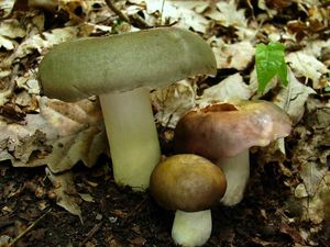 Klikni pro velký obrázek