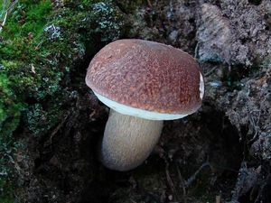 Klikni pro velký obrázek