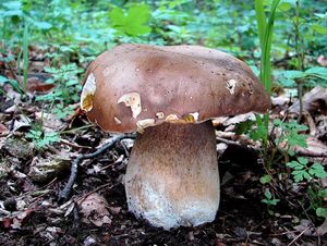 Klikni pro velký obrázek