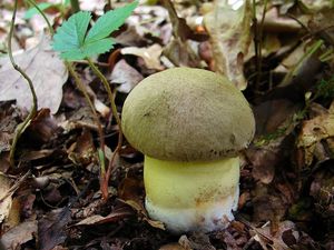 Klikni pro velký obrázek