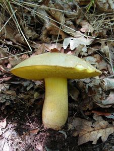 Klikni pro velký obrázek