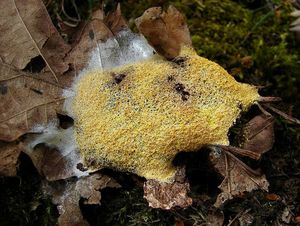 Klikni pro velký obrázek