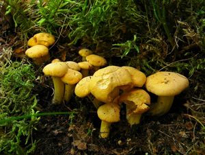 Klikni pro velký obrázek