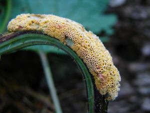 Rez kopřivová - Puccinia urticata F. Kern 1917