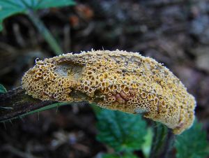 Rez kopřivová - Puccinia urticata F. Kern 1917