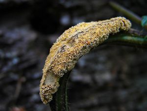 Rez kopřivová - Puccinia urticata F. Kern 1917