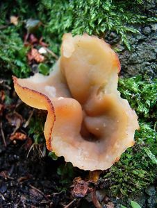 Klikni pro velký obrázek