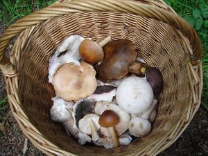 Klikni pro velký obrázek