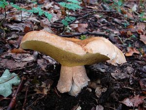 Klikni pro velký obrázek