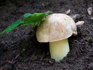 Klikni pro velký obrázek