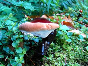 Klikni pro velký obrázek