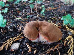 Klikni pro velký obrázek