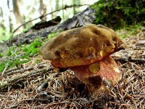 Klikni pro velký obrázek