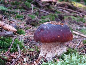 Klikni pro velký obrázek