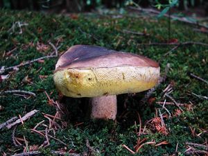 Klikni pro velký obrázek