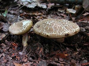 Klikni pro velký obrázek