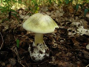 Klikni pro velký obrázek