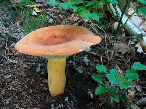 Klikni pro velký obrázek