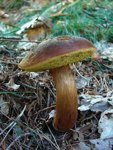 Klikni pro velký obrázek