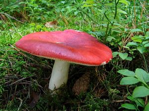 Klikni pro velký obrázek