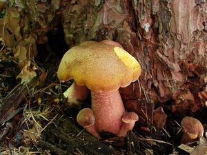 Klikni pro velký obrázek