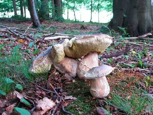 Klikni pro velký obrázek