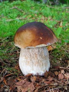 Klikni pro velký obrázek