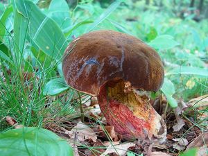 Klikni pro velký obrázek