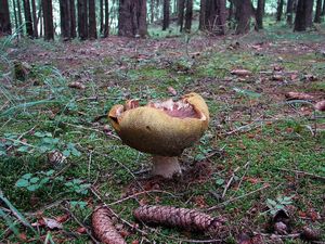 Klikni pro velký obrázek