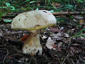 Klikni pro velký obrázek