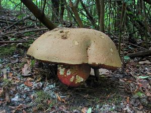 Klikni pro velký obrázek