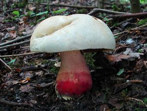 Klikni pro velký obrázek