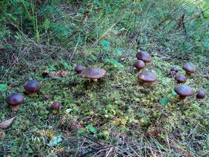 Klikni pro velký obrázek