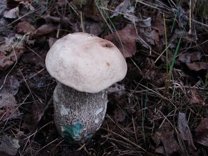 Klikni pro velký obrázek