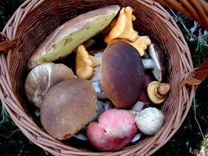 Klikni pro velký obrázek