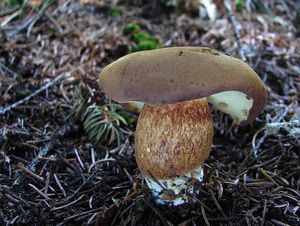 Klikni pro velký obrázek