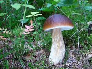 Klikni pro velký obrázek