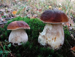 Klikni pro velký obrázek