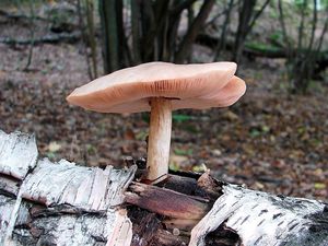 Klikni pro velký obrázek