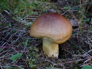 Klikni pro velký obrázek