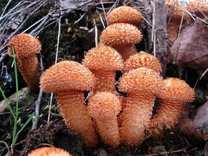 Šupinovka kostrbatá - Pholiota squarrosa (Vahl) P. Kumm. 1871
