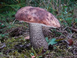 Klikni pro velký obrázek