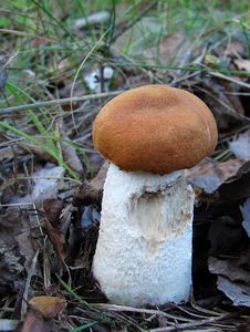 Klikni pro velký obrázek