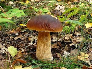 Klikni pro velký obrázek