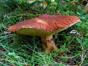 Klikni pro velký obrázek