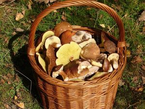 Klikni pro velký obrázek