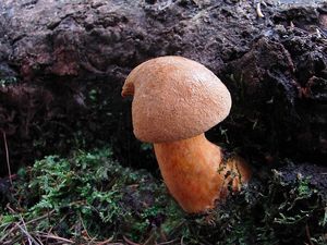 Klikni pro velký obrázek