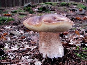 Klikni pro velký obrázek